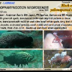 Macropharyngodon  negrosensis - Black wrasse