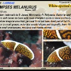 Anampses melanurus - White-spotted wrasse