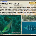 Hemigymnus fasciatus - Barred thicklip