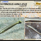 Hologymnosus annulatus - Ring wrasse