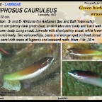 Gomphosus  caeruleus - Green birdmouth wrasse