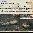 Halichoeres nebulosus - Nebulous wrasse