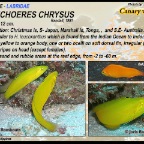 Halichoeres chrysus - Canary wrasse