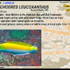 Halichoeres leucoxanthus - Canarytop wrasse