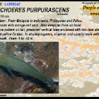 Halichoeres purpurascens - Purple lined wrasse