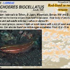 Halichoeres biocellatus - Red-lined wrasse