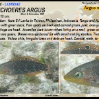 Halichoeres argus - Argus wrasse
