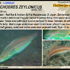 Halichoeres zeylonicus -  Goldstripe wrasse