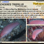 Halichoeres trispilus - Triplespot wrasse