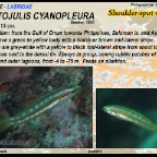 Leptojulis cyanopleura - Shoulderspot wrasse
