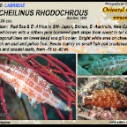Oxycheilinus  rhodochrous - Oriental maori wrasse