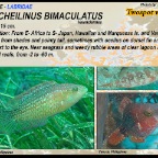 Oxycheilinus bimaculatus - Twospot wrasse