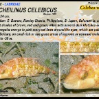 Oxycheilinus celebicus - Celebes wrasse