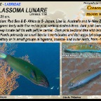 Thalassoma  lunare - Crescent wrasse