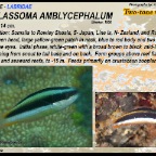 Thalassoma amblycephalum - Two-tone  wrasse