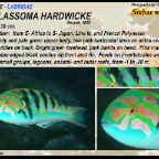 Thalassoma hardwicke - Sixbar wrasse