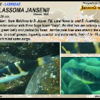 Thalassoma jansenii - Jansens wrasse