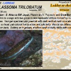 Thalassoma trilobatum - Christmas wrasse