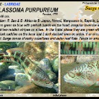 Thalassoma purpureum - Surge wrasse