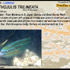Stethojulis trilineata - Fourline wrasse