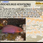 Pseudocheilinus hexataenia - Sixline wrasse