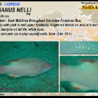 Bodianus nelli - Neill's hogfish