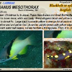 Bodianus mesothorax - Blackbelt hogfish