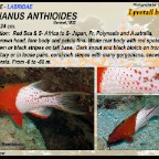 Bodianus anthioides - Lyretail hogfish