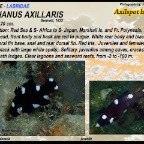 Bodianus axillaris - Axilspot hogfish