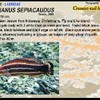 Bodianus sepiacaudus - Cresent-tail hogfish