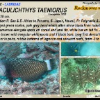 Novaculichthys taeniourus - Rockmover wrasse
