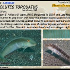 Cymolutes  torquatus - Finescale razorfish