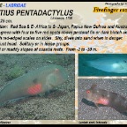 Iniistius pentadactylus - Fivefinger razorfish