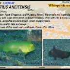 Iniistius aneitensis - Whitepatch razorfish