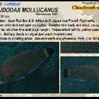 Pseudodax mollucanus - Chiseltooth wrasse