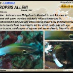 Labropsis alleni - Allen's tubelip
