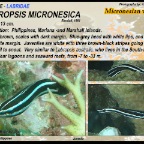 Labropsis  micronesica - Micronesian wrasse
