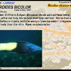 Labroides bicolor - Bicolor cleaner wrasse