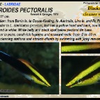 Labroides pectoralis - Blackspot cleaner wrasse
