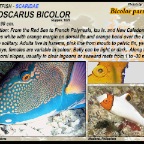 Cetoscarus bicolor - Bicolour parrotfish