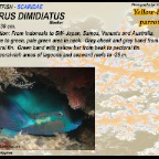 Scarus dimidiatus - Yellow-barred parrotfish
