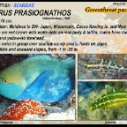 Scarus prasiognathos - Greenthroat  parrotfish