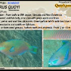 Scarus quoyi - Quoy's parrotfish