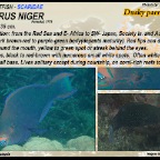 Scarus niger - Dusky parrotfish