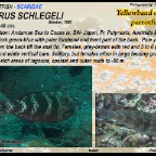 Scarus schlegeli - Yellowbar parrotfish