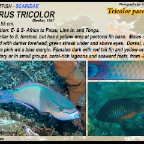 Scarus tricolor - Tricolor parrotfish