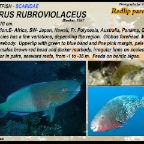 Scarus rubroviolaceus - Redlip parrotfish