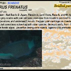 Scarus frenatus - Bridled parrotfish