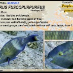 Scarus fuscopurpureus - Purple-brown parrotfish