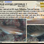 Scarus hypselopterus - Yellow-tail parrotfish